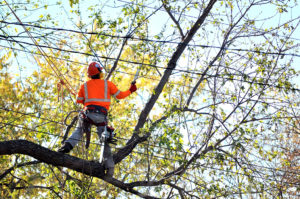 The Different Types Of Tree Trimming Services Which One Is Right For