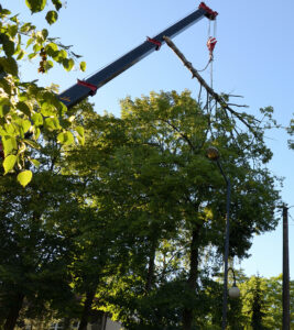 Why Using A Crane Tree Removal Service Is The Best Choice For Your Property