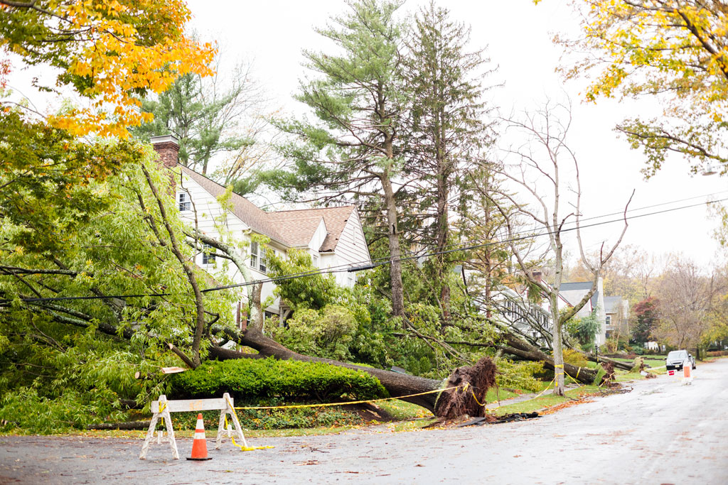 Do You Know When To Call For Tree Removal Service?