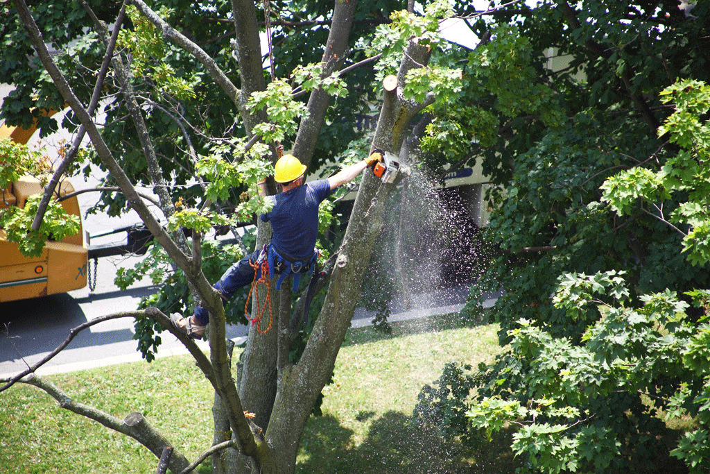 How Tree Removal Service Protects Your Other Trees | Tree Trimming Service 