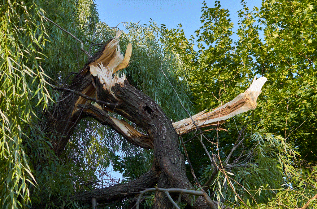 big tree broken in half | tree removal service prosper tx ft worth thx aledo tx 