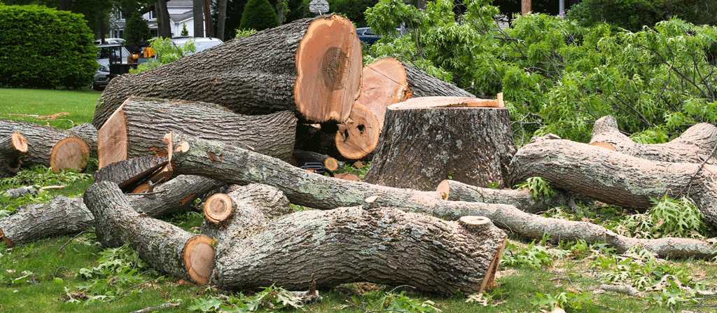 multiple tree stumps in pile crane tree removal service dallas tx ft worth tx prosper tx 