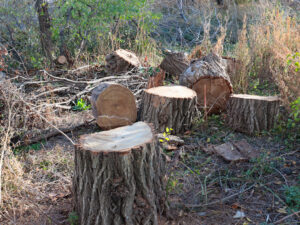 tree and stump removal in process, logs laying by tree stump