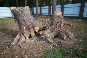 two large tree stumps needing removal
