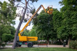 tree service professional using crane to trim tree in park