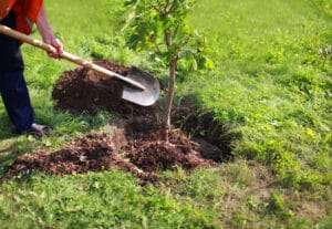 Planting tree, Innovative Tree Health Solutions.