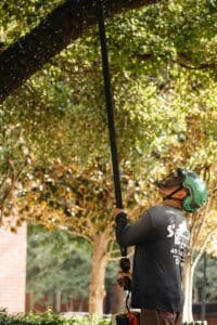 Clear low branches that block walking paths, Pedestrian clearance prune.