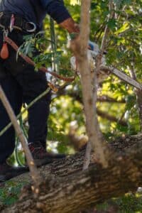 Professional pruning techniques, Balanced canopy sync.