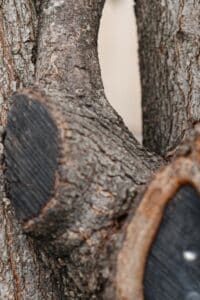 Tree decay, Habitat sensitive cuts.