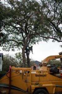 Certified arborist, Interior light shaping.