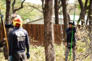 pole pruners, Branch silhouette tuning.