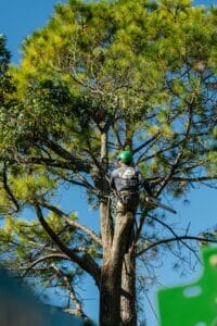 Reshaping branch junctions, Canopy glide pruning.