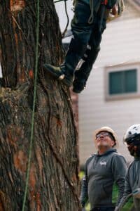 Inspect tree, Wind smart trimming.