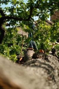Pruning cuts, Wind smart trimming.