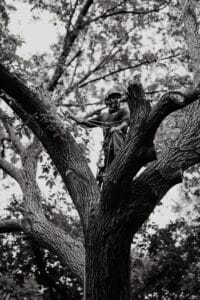 Remove or reduce deadwood, Hazard canopy framing.