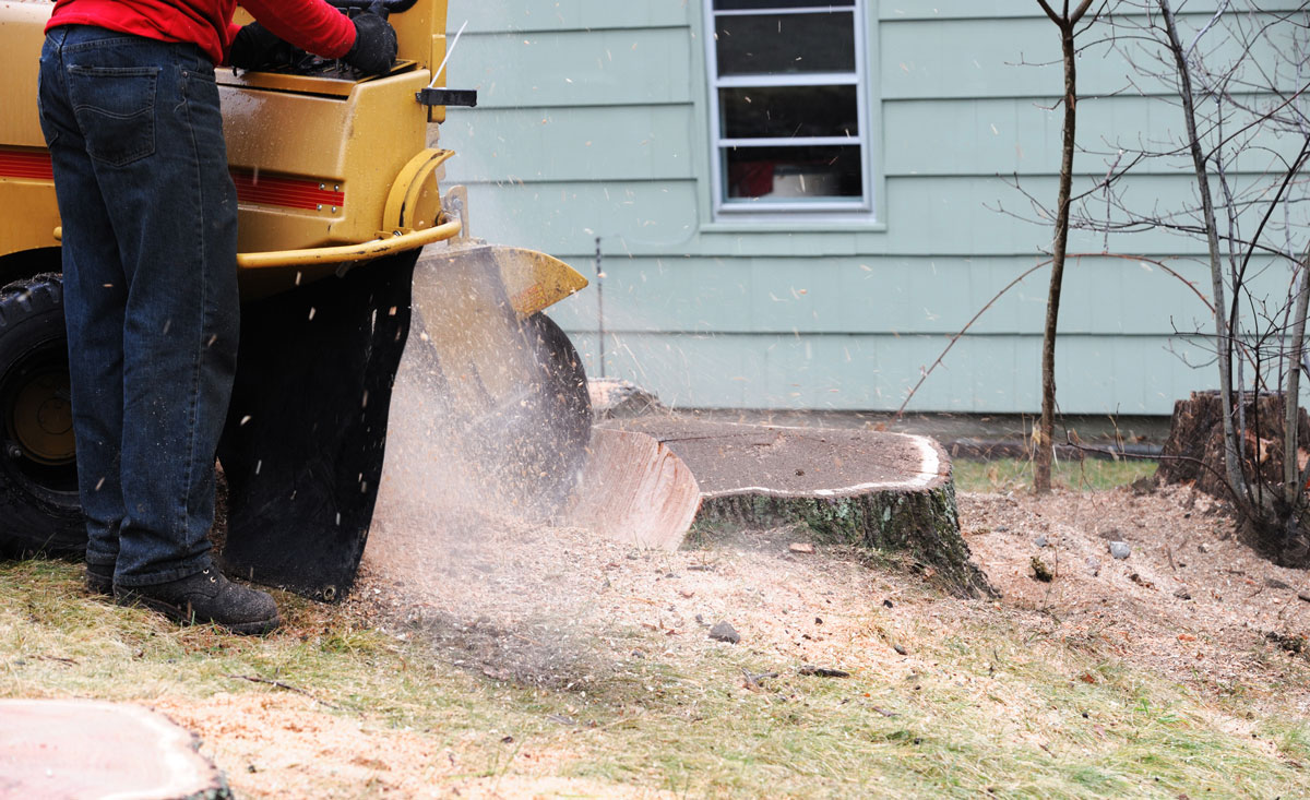 All You Need to Know about Stump Grinding Tree Services in Grand Prairie, Texas