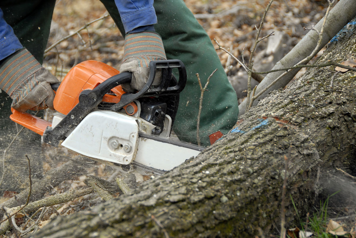 Different Types of Tree Removal Services in Grand Prairie, Texas