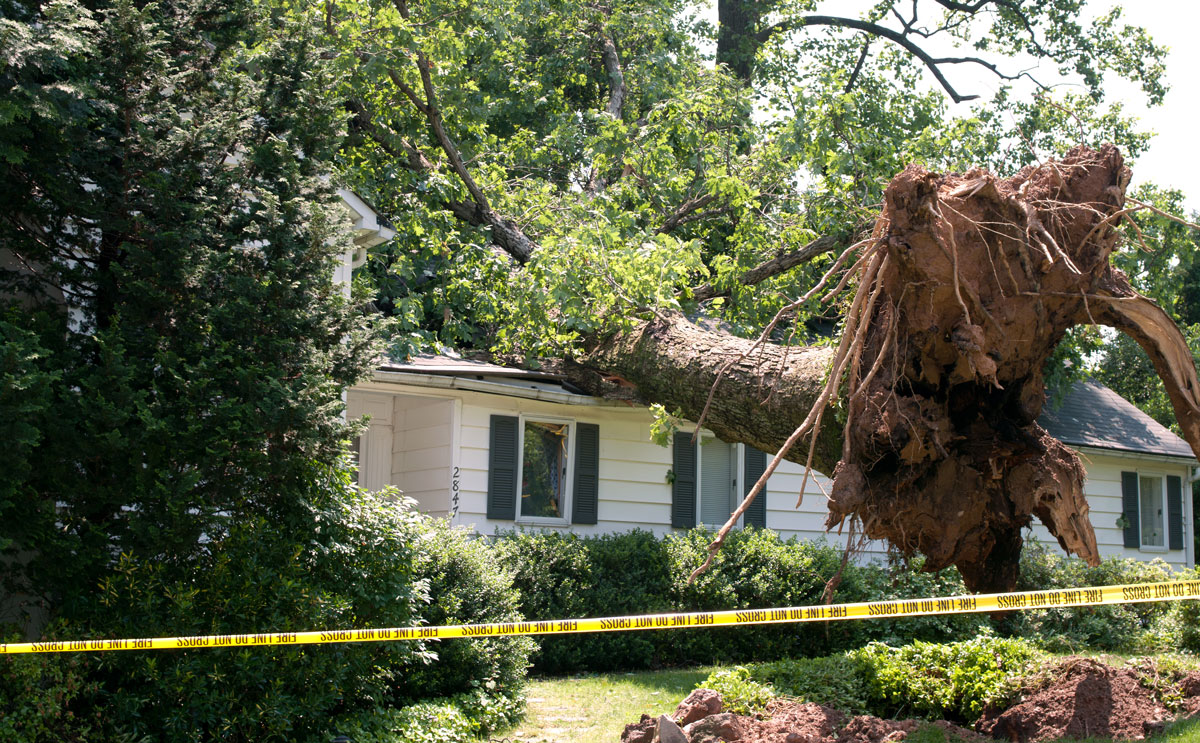 When Do You Need An Emergency tree service In Arlington?