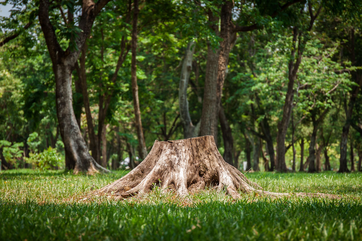 Dump the Stump: Here’s Why You Need to Remove That Pesky Tree Stump and Hire Professionals for It