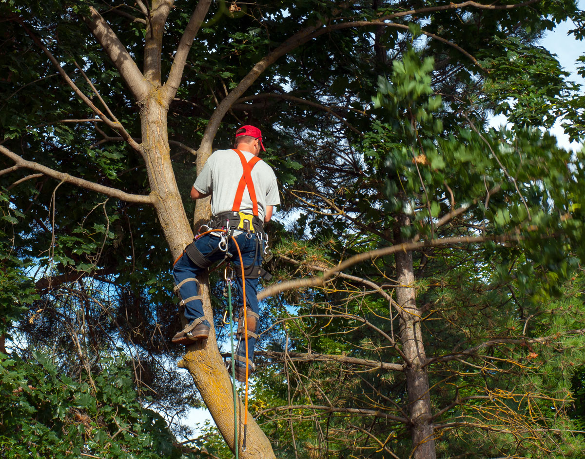 Hiring a Professional Arborist for Tree Maintenance in the Dallas and Fort Worth Area