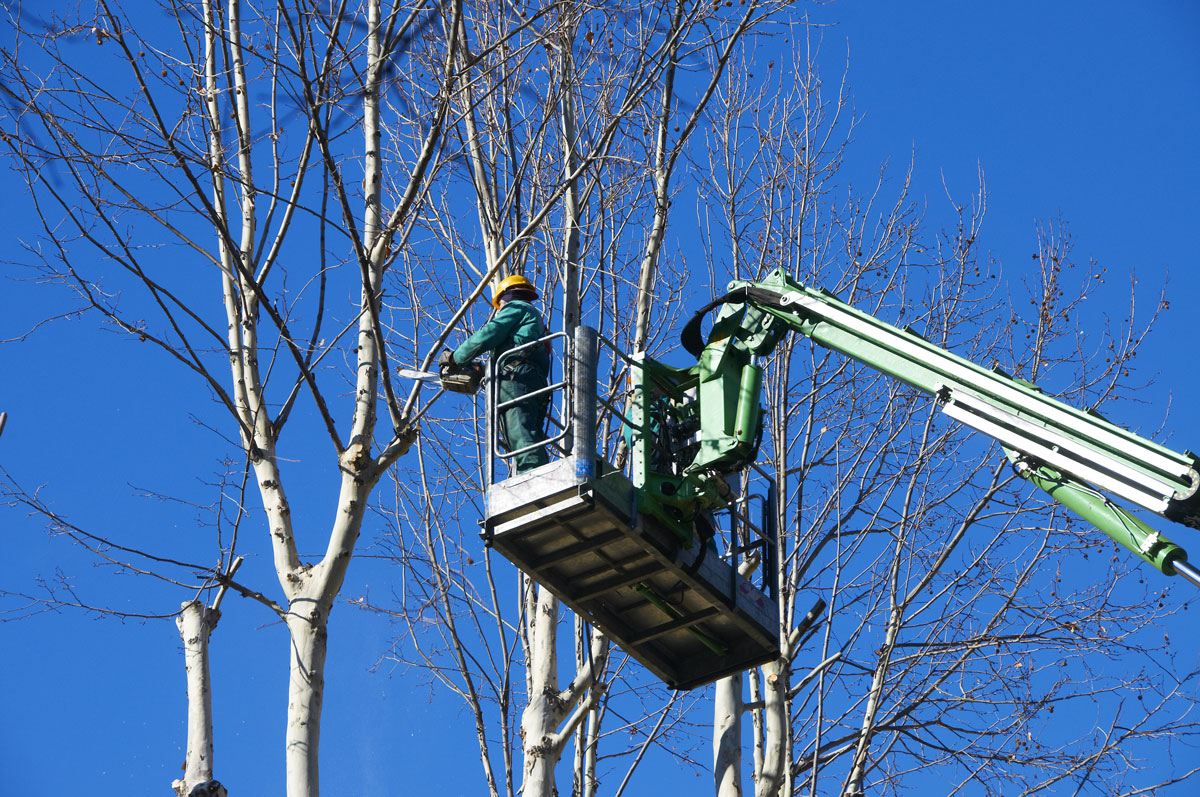 tree-trimming-service-in-dallas-and-fort-worth-area