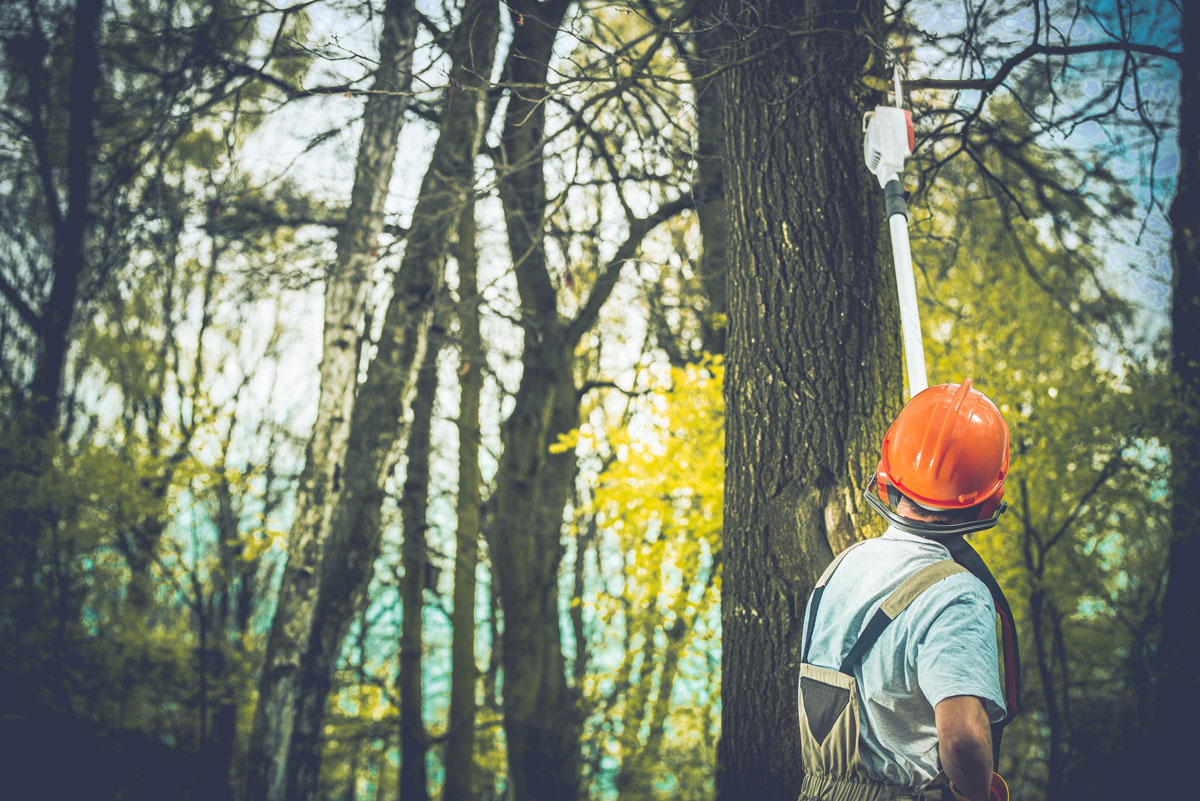 What To Look For In A Tree Removal Service