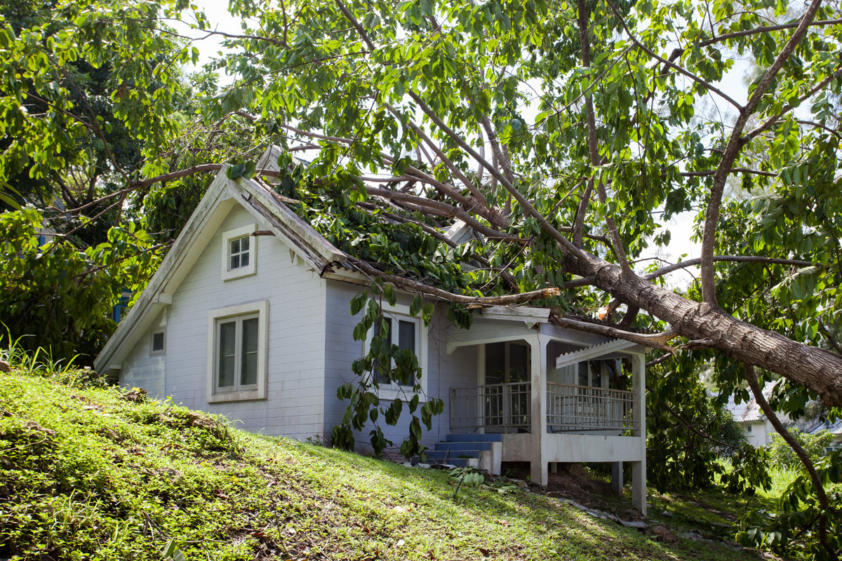 What You Need To Know About Emergency Tree Removal