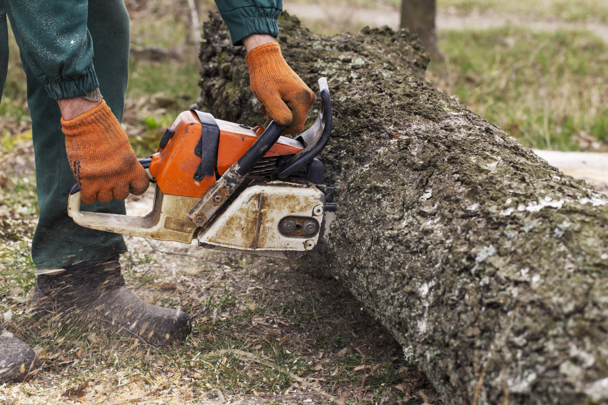 Dallas and Fort Worth Area Tree Removal Service Charges Vary! Keep Them Low By Making The Right Choices!