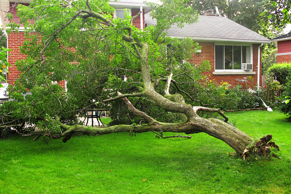 Asking the Professionals of Tree Service in Dallas and Fort Worth Area: Identifying Hazard Trees