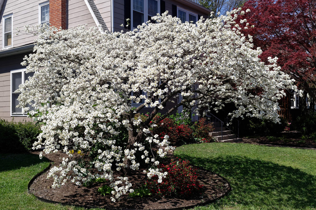 The Best Flowering Trees for Dallas and Fort Worth, TX Landscaping