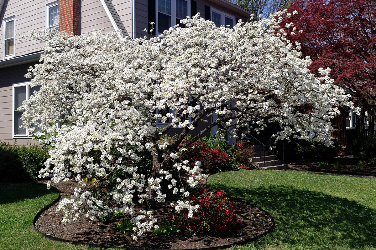 Blooming Gardens: The Best Flowering Trees for Dallas and Fort Worth, TX | Tree Services in Fort Worth, TX