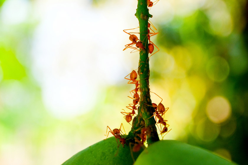 Čo použiť, aby sa mravce nedostali do ovocných stromov