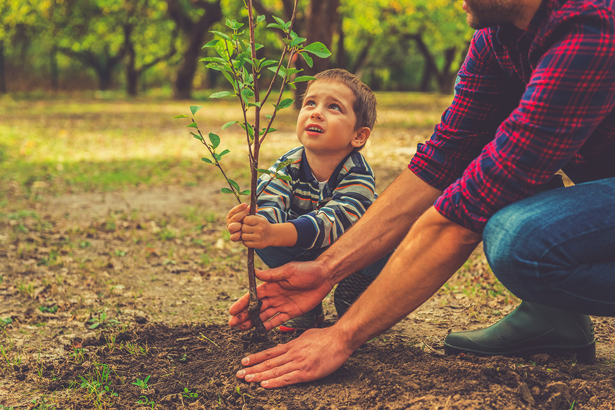 Top 5 Mistakes to Avoid When Planting Trees