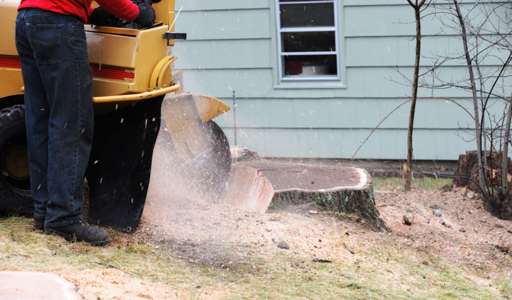 Not All Tree Removal Services offer Stump Grinding in Dallas and Fort Worth Area, TX