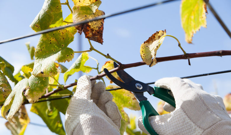 Acne Isn’t Just For You—  Taking Care of Your Leaves | Tree Service in Dallas, TX