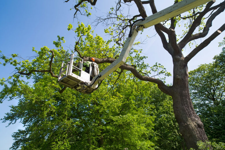 Tree Maintenance in Fort Worth, TX—  Do You Really Need It?