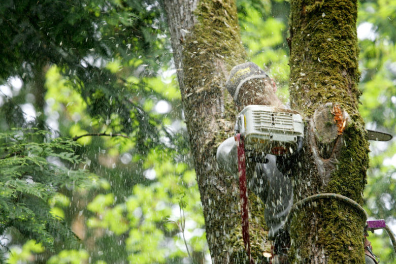 7 Things to Ask when Hiring Tree Service in Dallas and Fort Worth, TX Area