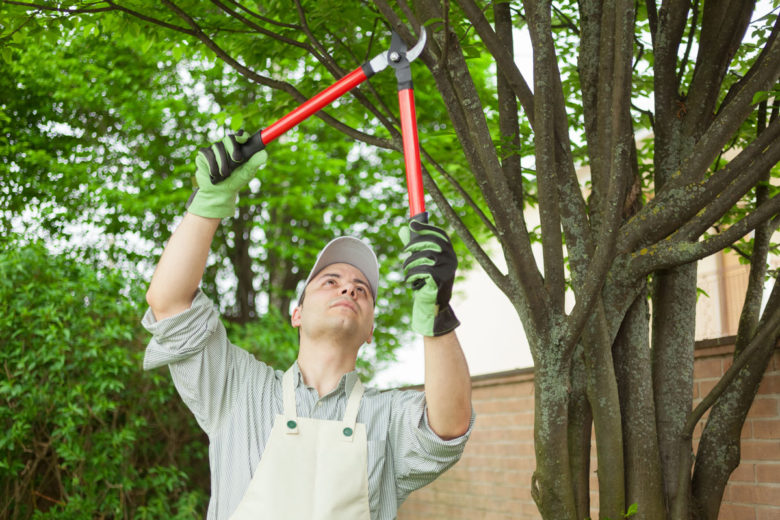 Basics of Tree Pruning | Tree Removal Service in Fort Worth, TX