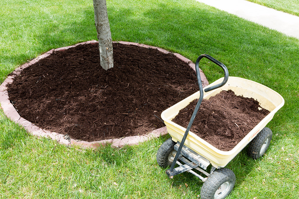 Mulching-101--Things-You-Need-to-Know-to-Keep-Your-Trees-Healthy-_-Tree-Service-in-Dallas-Fort-Worth,-TX