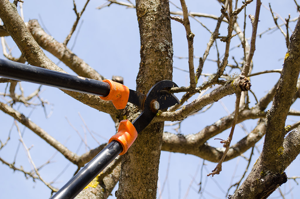 Basics-of-Pruning-_-Tree-Trimming-Service-in-Dallas-Fort-Worth,-TX