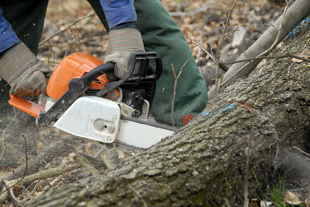 Things to Know About Tree Removal | Tree Removal Service in Dallas, TX