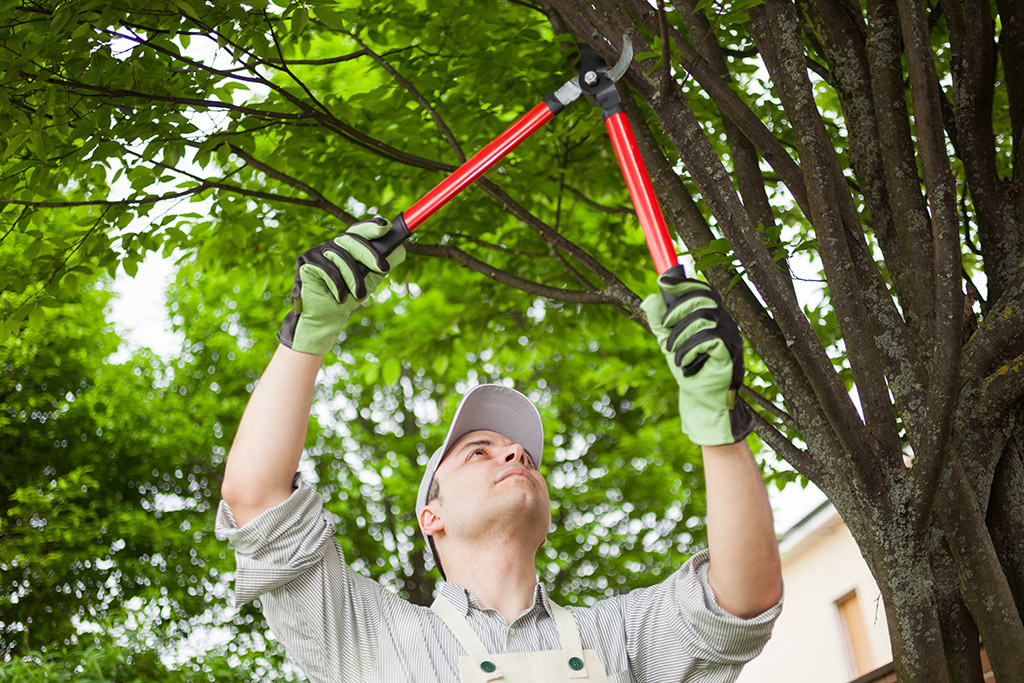 Tips and Techniques for Tree Care in Fort Worth, TX