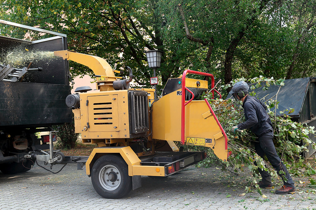 Top Reasons Why Hiring a Tree Service is the Best Idea for Your Home | Tree Service in the Dallas Fort Worth Area
