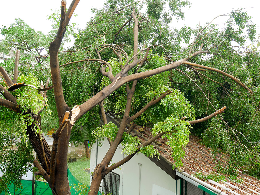 Ways-to-Repair-Damaged-Trees-and-Their-Parts-Tree-Service-in-Dallas-Fort-Worth,-TX