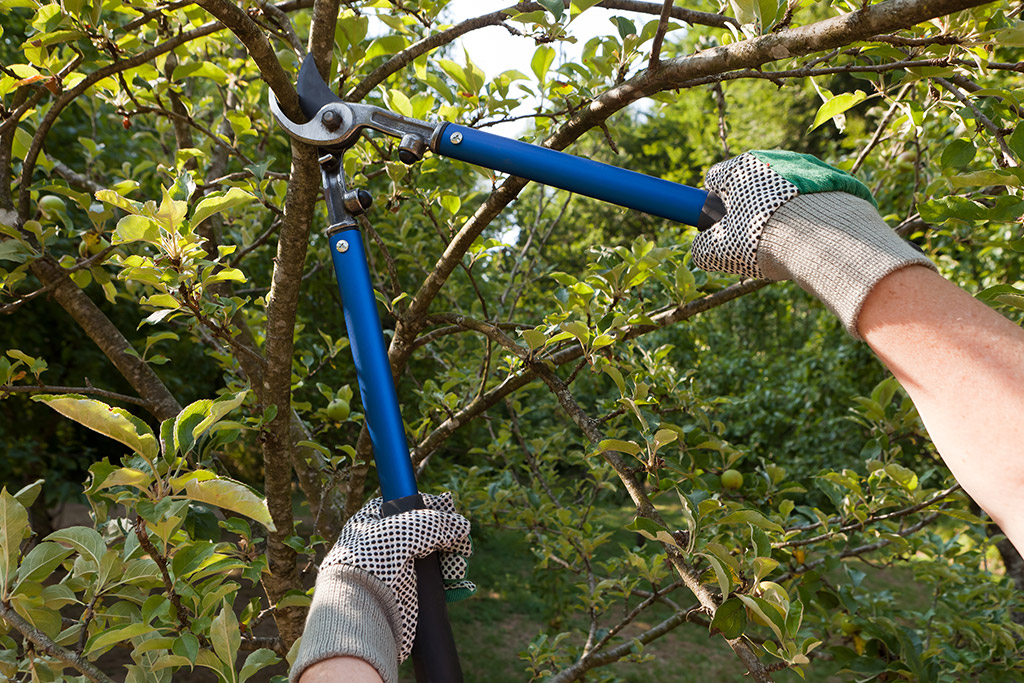 Why Hire Tree Pruning Services in Dallas Fort Worth Area