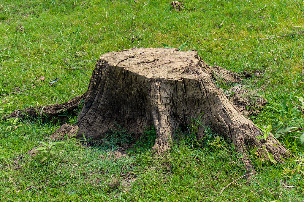 4-Methods-to-Safely-Remove-Tree-Stump-_-Tree-Removal-Service-in-Dallas,-TX