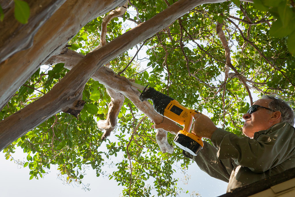 Professional Tree Trimming Services: When and Why You Should Hire Professionals | Tree Trimming Service in Dallas, TX