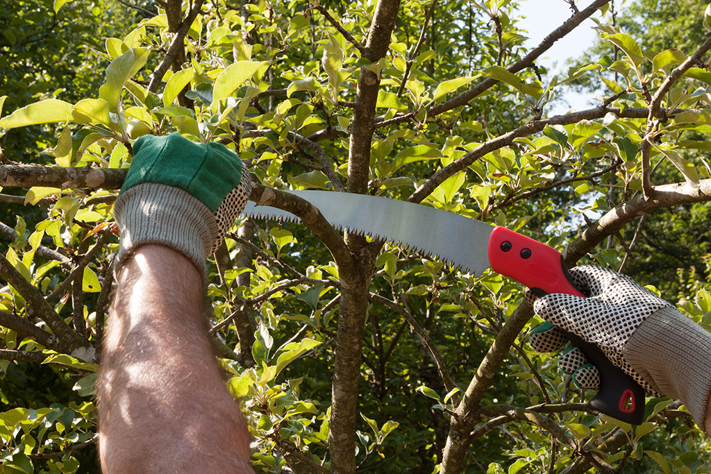 Tree-Maintenance-in-Dallas,-TX--What-You-Should-Know-About-Trees