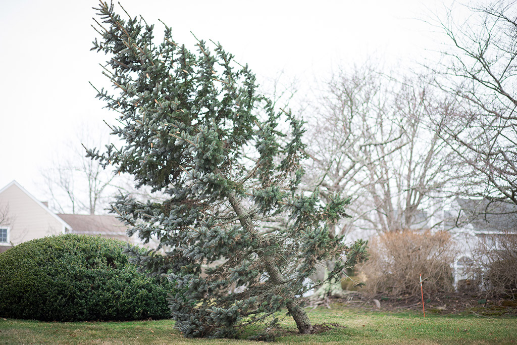 6 Signs You Need a Tree Removal Service in Dallas Fort Worth Area