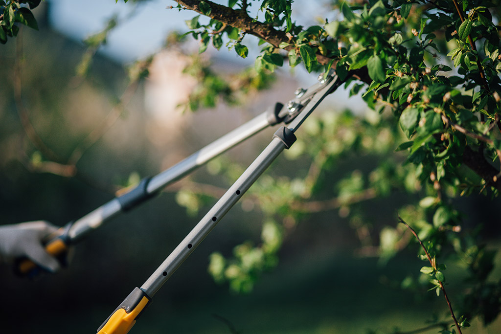 Professional-Tips-for-Tree-Trimming-and-Pruning-_-Tree-Maintenance-in-Dallas-Fort-Worth